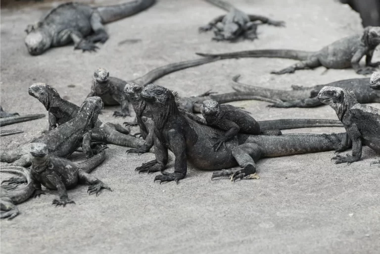 Galapagos_gallery-5.webp